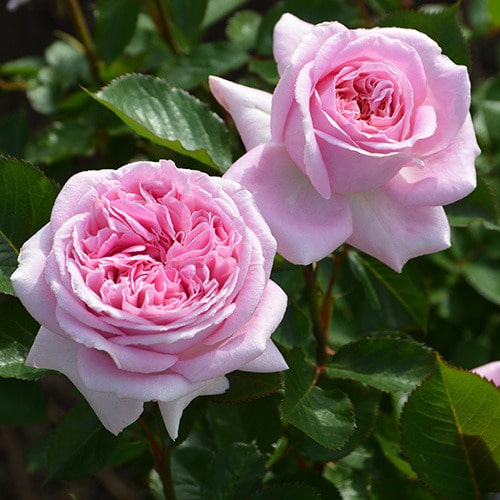 ロサオリエンティスノヴァ　ウンディーネ ロサオリエンティスノヴァ ウンディーネ