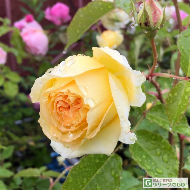 【専用】オールドニッポン 薔薇紋シュガーボウル クリーマー ジュエル ジュール 専用】オールドニッポン 薔薇紋シュガーボウル クリーマー ジュエル