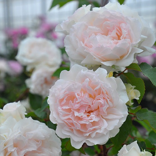 楽天市場】バラ 苗 ロサオリエンティス 【ピルエット (FL) ［登録品種