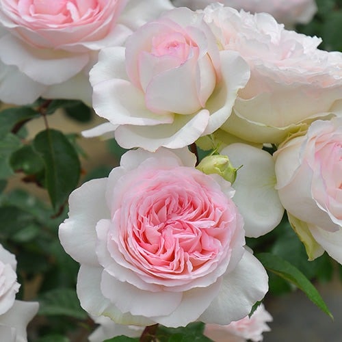 楽天市場】バラ 苗 ロサオリエンティス 【ピルエット (FL) ［登録品種