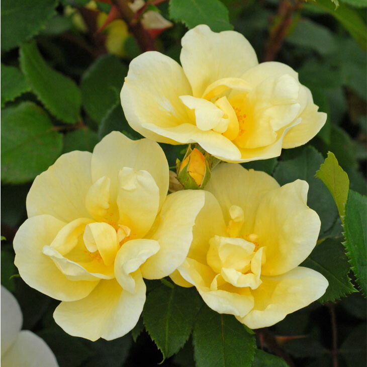 バラ売り対応中　購入不可 楽天市場】◇OUTLET ROSE◇ [楽天市場限定販売]バラ 苗 京成 【マイ