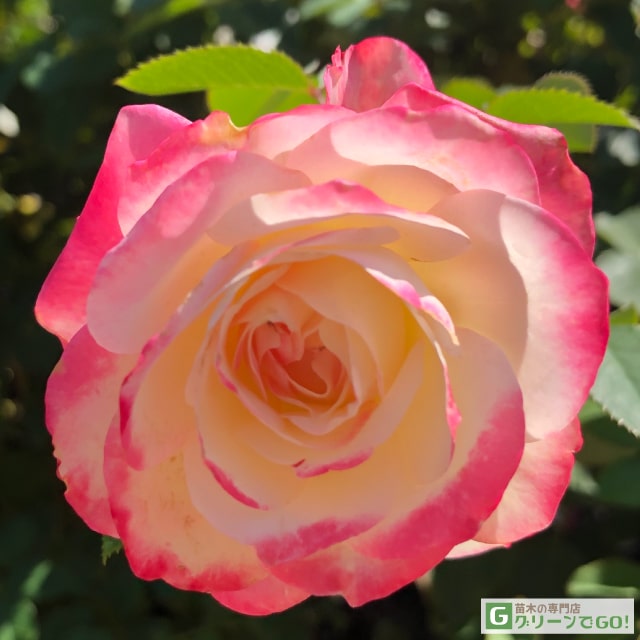 ron023様モネ+神楽薔薇挿木苗バラ苗花