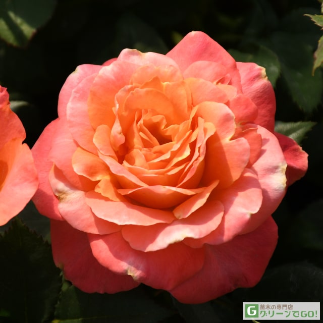 楽天市場】◇開花後強剪定株 花芽なし◇ バラ 苗 【ロサルブリフォリア