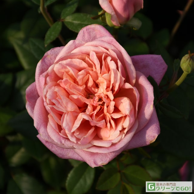 楽天市場】◇開花後強剪定株 花芽なし◇ バラ 苗 【シャルルドゥ