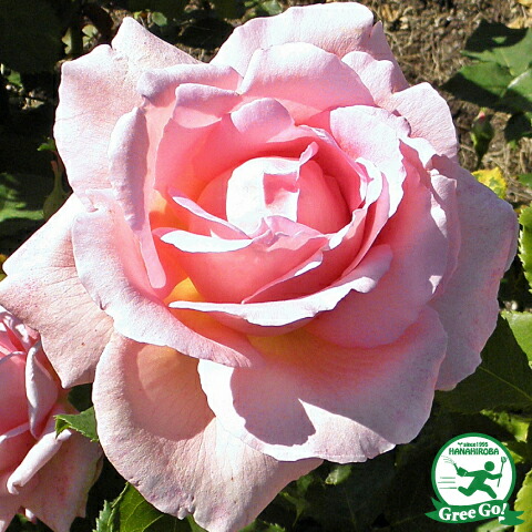 楽天市場】◇開花後強剪定株 花芽なし◇ バラ 苗 【ロサルブリフォリア