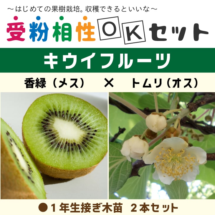 楽天市場】◇送料無料◇ キウイ 苗木 【キウイ2品種 受粉相性OKセット