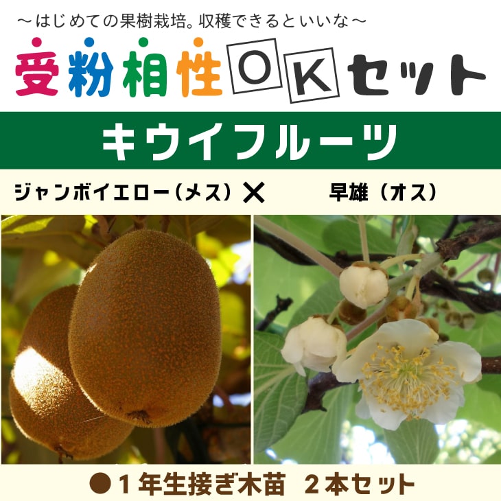 ゴールデンキング キウイフルーツ 雌雄苗木セット