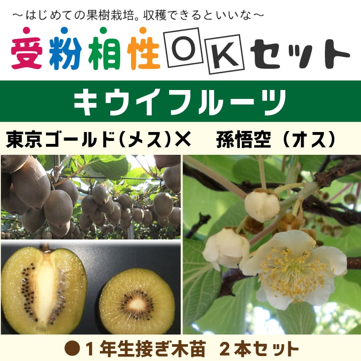 楽天市場】キウイ 苗木 【キウイ2品種 受粉相性OKセット 東京ゴールド