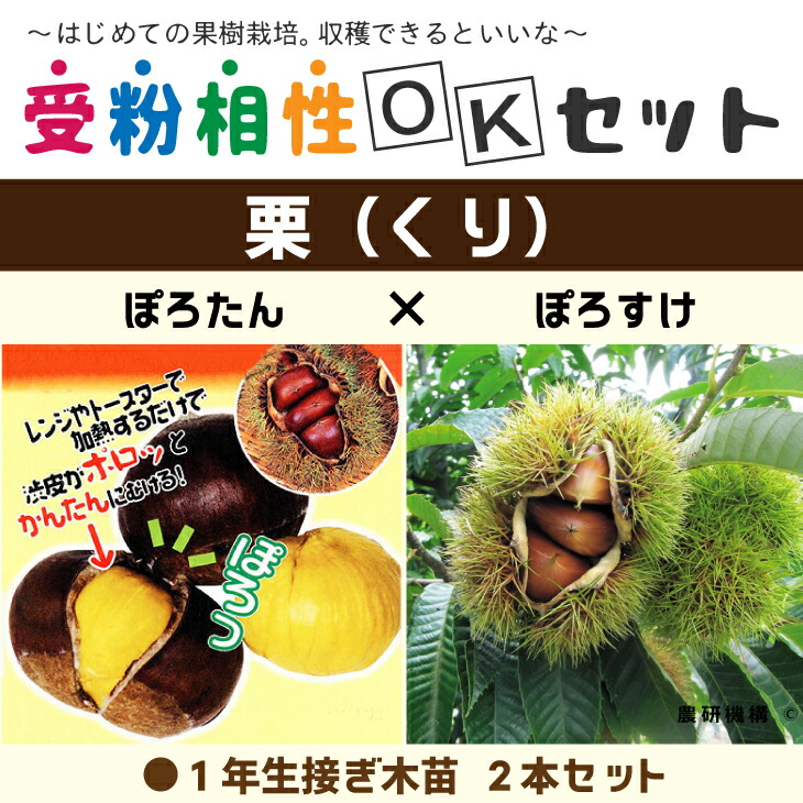 ランキングや新製品 js-kuri-08.jpg フラワー・リース