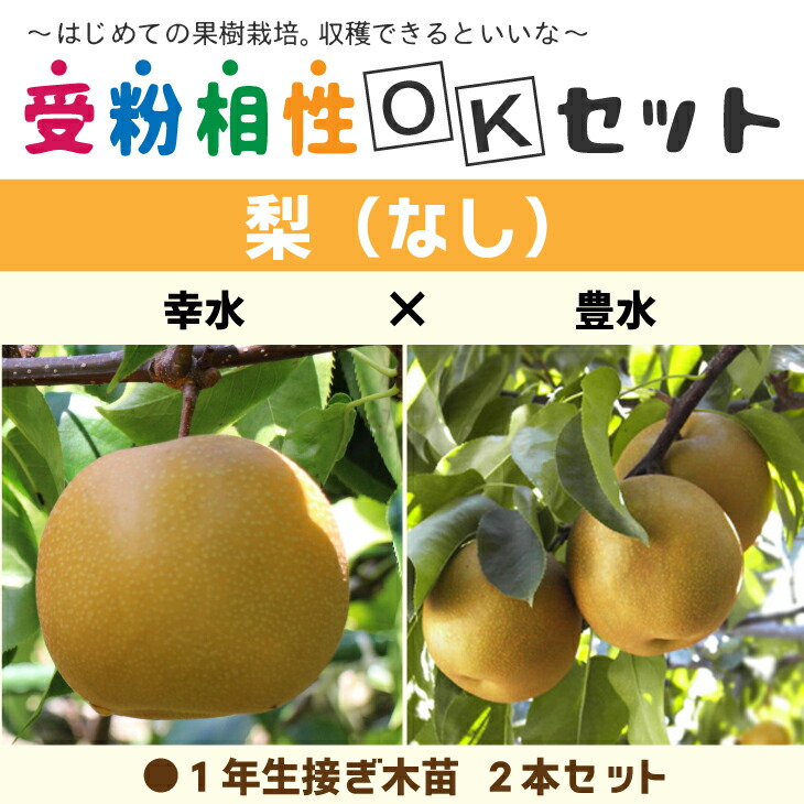 ①*ஐ幸水と豊水・新高のかけ合わせ種*:ஐ接木・ジャンボ梨