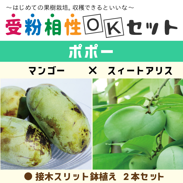 今なら 有機液肥オーガニック550ml 1本 付き ポポー 苗木 ポポー2品種 受粉相性okセット マンゴー スィートアリス 接ぎ木 スリット鉢植え 2本セットポーポー 珍果 苗 果樹 果樹苗 ポポーの相性の良い組み合わせをセレクトしました コンパクトで鉢植えにも向き ご注文前