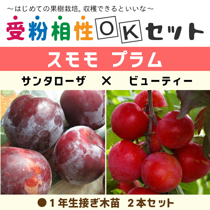 楽天市場】スモモ プラム 苗 【スモモ プラム2品種 受粉相性OKセット