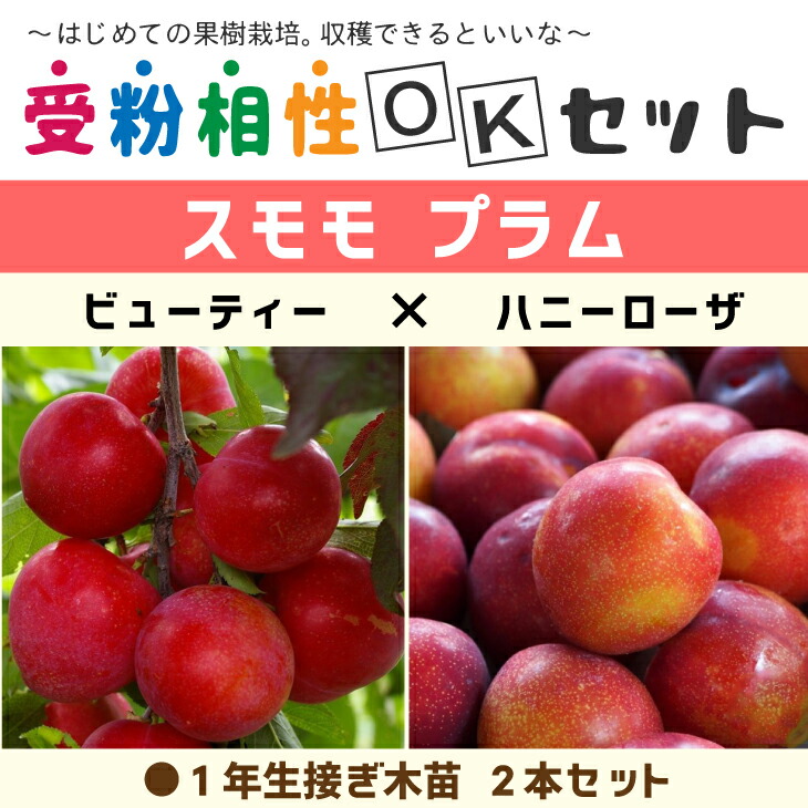 スモモ（現在実つき） 太陽 三年生＆受粉樹 接木苗セット こちら