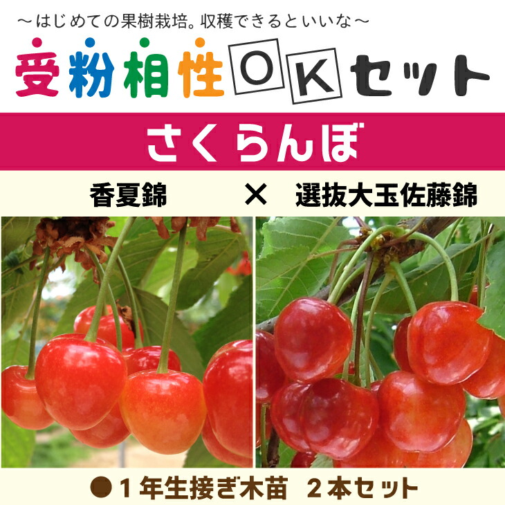 ◆送料無料◆ さくらんぼ 苗木 【さくらんぼ2品種 受粉相性OKセット 香夏錦 × 選抜大玉佐藤錦】 1年生 接ぎ木苗 ×2本セット （ニーム小袋付き） チェリー 桜桃 さくらんぼ苗 果樹 果樹苗 ※北海道・沖縄は送料無料適用外です。
