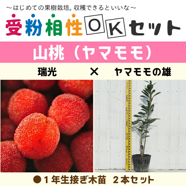 アケビの苗木 三葉アケビ苗 アケビの苗 あけび苗 あけびの苗木 木通の苗 ムベ むべ 木通苗 薬草 山菜 農園 庭植え 趣味 園芸 収穫 花木 植木 庭木 鉢植え 生け垣 野木瓜 販売店 通販