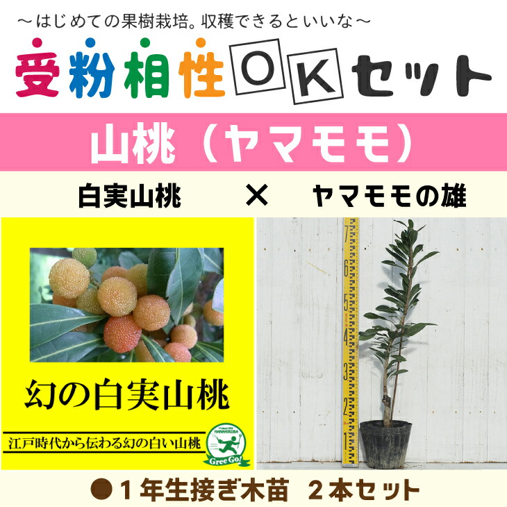 楽天市場】ヤマモモ 【白桃 (しろもも) （メス）】 1年生接木苗 単品