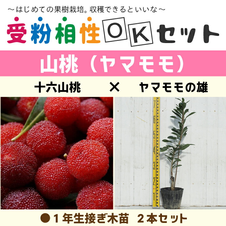 楽天市場】ヤマモモ 【白桃 (しろもも) （メス）】 1年生接木苗 単品