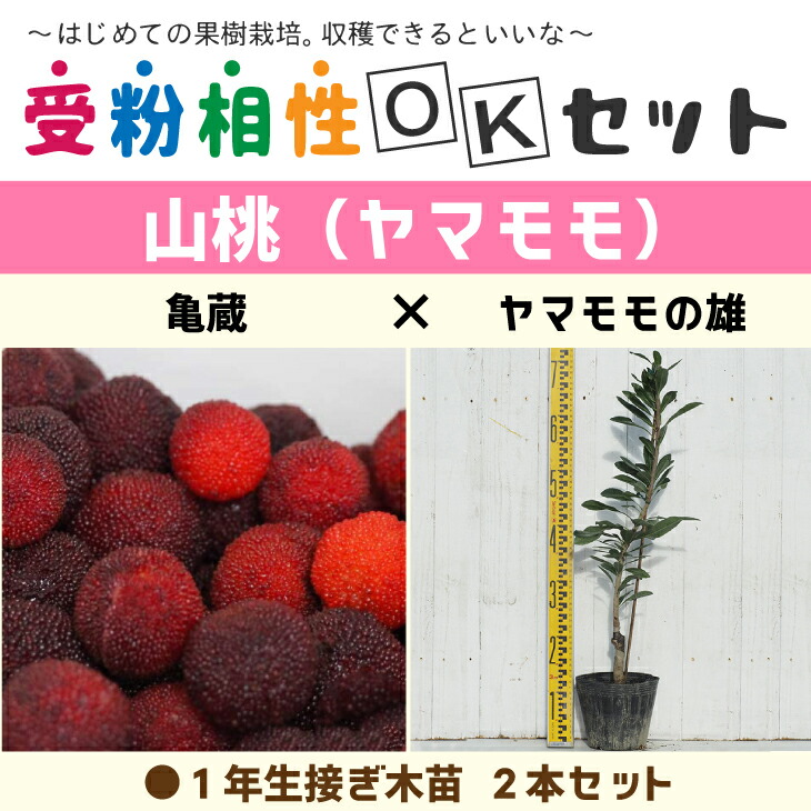 楽天市場】ヤマモモ 苗 【ヤマモモ2品種 受粉相性OKセット 十六山桃