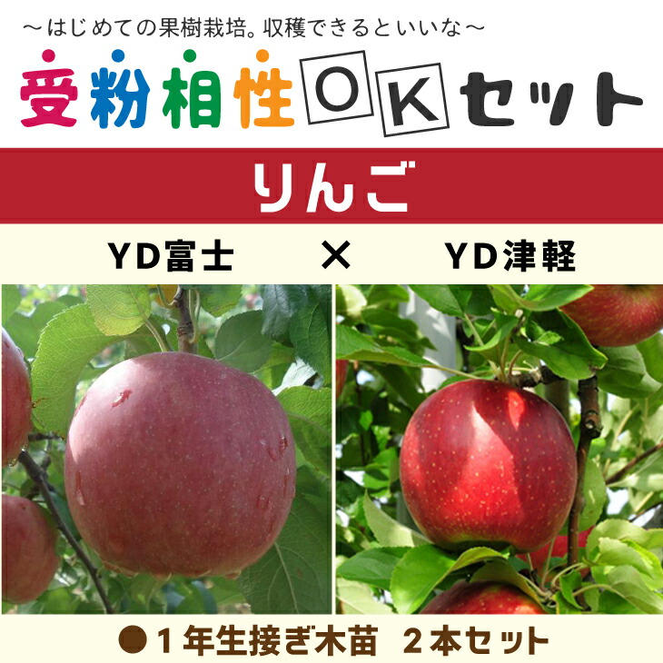 送料無料 りんご 1年生 YD富士 YD津軽 × ×2本セット ※北海道 りんご2品種 ニーム小袋付き 受粉樹セット 受粉相性OKセット 接ぎ木苗 林檎  果樹 果樹苗 沖縄は送料無料適用外です 矮性台木 苗 苗木 激安の 苗木