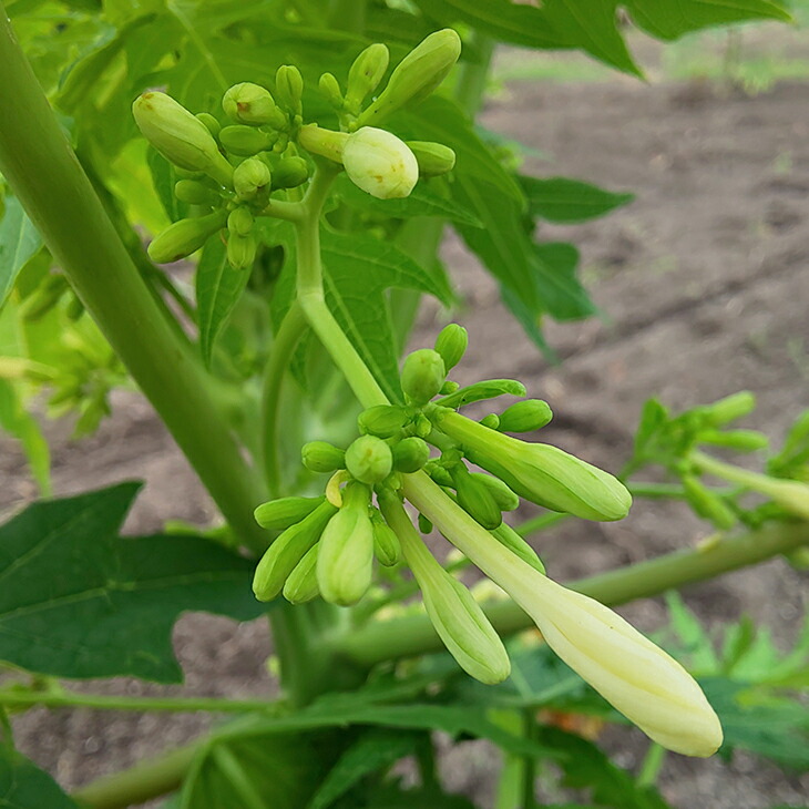 最大94 Offクーポン パパイヤ 苗 ポット苗 ちゅらたい パパイア 実のなるパパイヤ 国産 常緑 果樹 常緑樹 観葉植物 Pila Bankizywnosci Pl