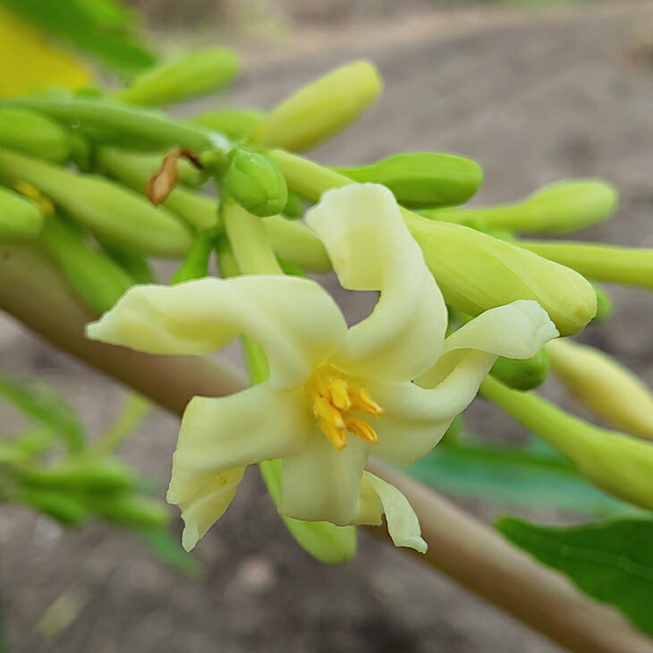 最大94 Offクーポン パパイヤ 苗 ポット苗 ちゅらたい パパイア 実のなるパパイヤ 国産 常緑 果樹 常緑樹 観葉植物 Pila Bankizywnosci Pl