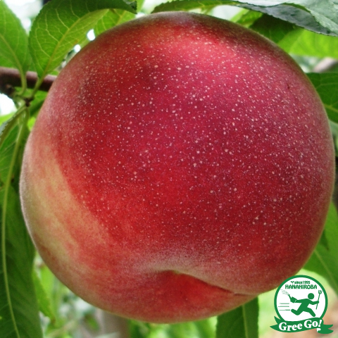 楽天市場】桃 苗木 【大玉白鳳 （おおだまはくほう）】 1年生 接ぎ木