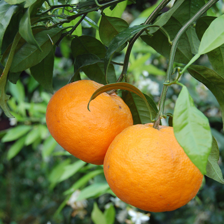楽天市場】肥料 有機 【柑橘類専用 みかんがおいしくなる肥料 