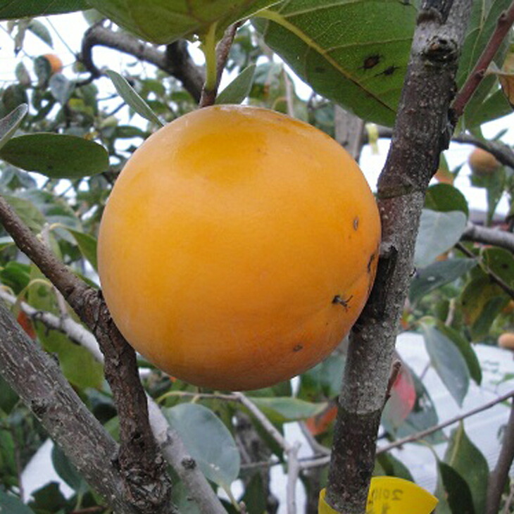 柿 麗玉　果樹苗木 楽天市場】柿 苗木 【完全甘柿 麗玉 (れいぎょく) ［登録品種