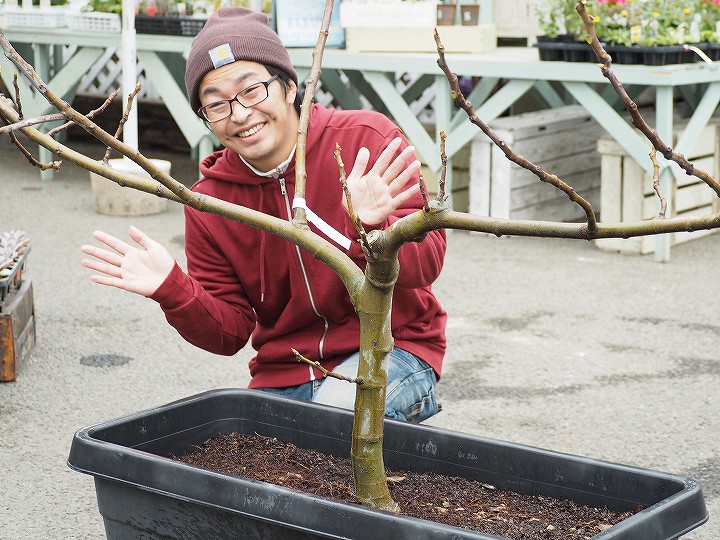 イチジク 苗 夏野菜苗 ビオレソリエス ビオレーソリエス 5年生 培養土 挿し木 ナーセリー ポット苗 無花果 ビオラ 苗 果樹 果樹苗 苗木の専門店 グリーンでgo t字仕立て幻の黒いちじく 18年結実にした5年生苗 成木果樹の木 イチジク 苗 夏野菜苗 ビオレソリエス ビオレーソリエス 5年生 培養土 挿し木 ナーセリー ポット苗 無花果 ビオラ 苗 果樹 果樹苗 苗木の専門店 グリーンでgo t字仕立て幻の黒いちじく 18年結実にした5年生苗 成木果樹の木