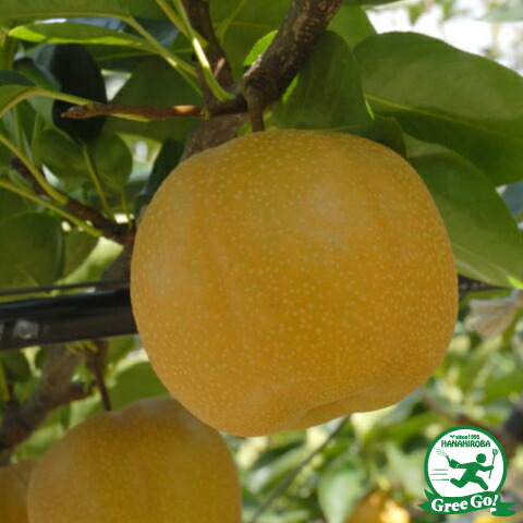 楽天市場】梨 苗木 【にっこり】 1年生 接ぎ木 ポット苗 なし 苗 果樹