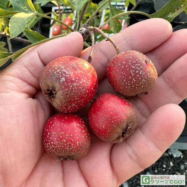 楽天市場】なつめ 苗木 【日本ナツメ】 1年生苗 棗 苗 果樹 果樹苗