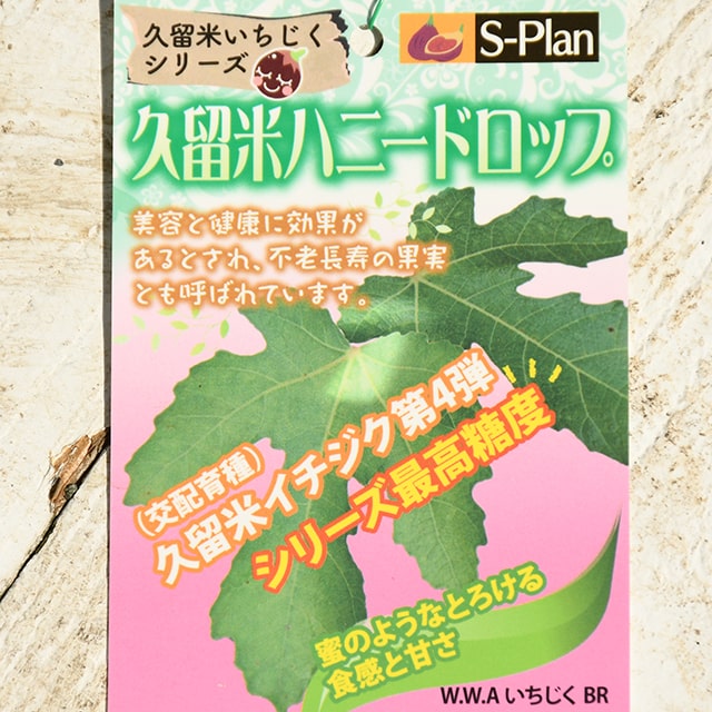 楽天市場】[楽天市場店限定価格] ◇グリGO!秋のガーデニング応援祭◇ イチジク 苗 【久留米 ハニードロップ】 1年生 挿し木苗 無花果 苗 果樹  果樹苗 : 苗木の専門店 グリーンでＧＯ！