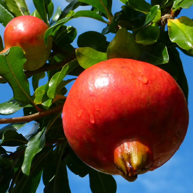 楽天市場】ザクロ苗 【大実日本甘ザクロ】 3年生大苗 果樹苗木【産地で