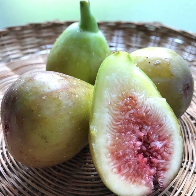 楽天市場】イチジク 苗 【ビオレット・ド・アルジェンテイル】 1年生