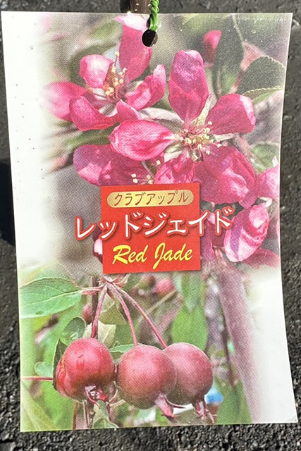 姫りんご 姫りんご（ひめりんご） Hime-ringo Chinese Crab Apple #盆栽