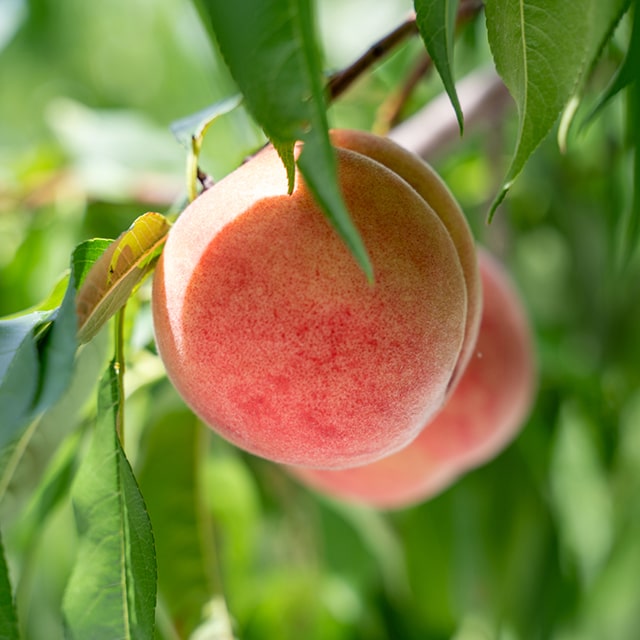 楽天市場】桃 苗木 【ダブルプランツ （上） 大久保 × （下） 清水白桃