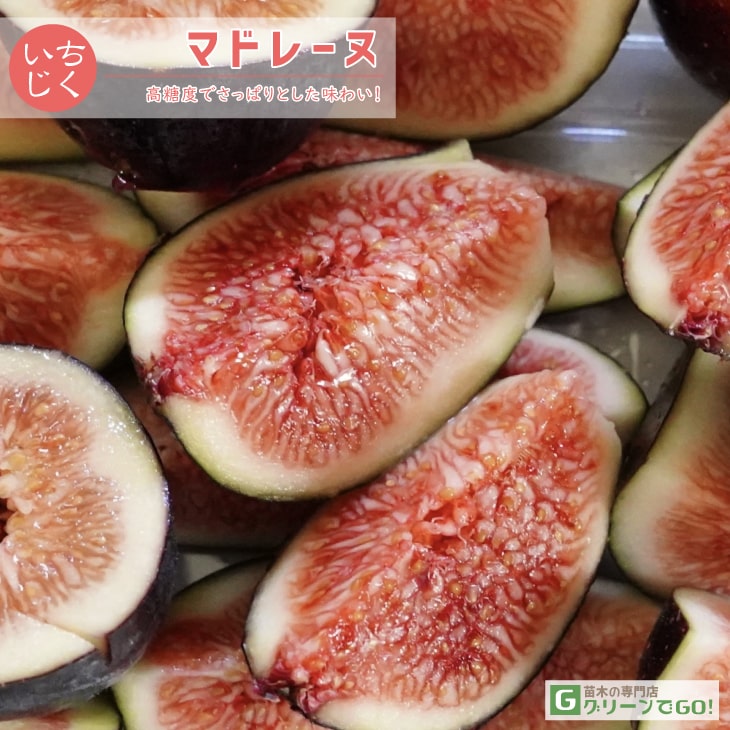 楽天市場】□優良2年生大苗□ イチジク 苗 【ビオレソリエス】 2年生