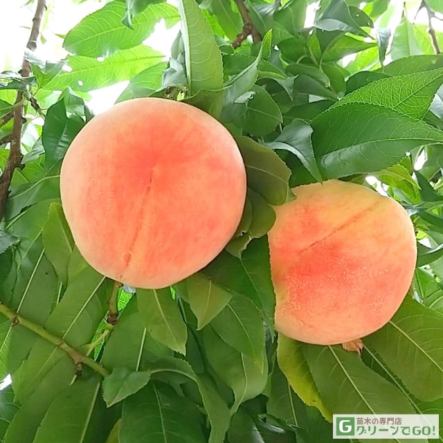 楽天市場】[楽天市場店限定価格] ◇グリゴー スーパーSALE◇ □優良2