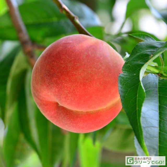 楽天市場】桃 苗木 【ダブルプランツ （上） 大久保 × （下