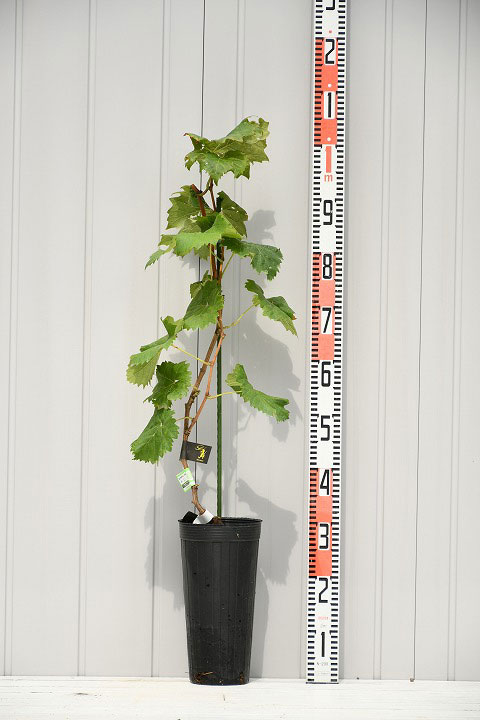 楽天市場 ぶどう 苗木 藤稔 ふじみのり 2年生 挿し木 大苗 自根苗 葡萄 ぶどうの木 通販 果樹 苗 落葉樹 つる性植物 苗木の専門店 グリーンでgo 楽天市場 ぶどう 苗木 藤稔 ふじみのり 2年生 挿し木 大苗 自根苗 葡萄 ぶどうの木 通販 果樹 苗 落葉樹 つる性植物 苗木の専門店 グリーンでgo