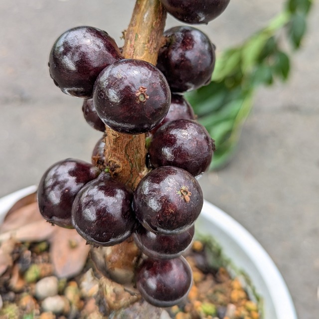 鬼クルミ苗木　大中小10本セット　山葡萄苗木 鬼クルミ苗木 大中小10本セット 山葡萄苗木 - メルカリ