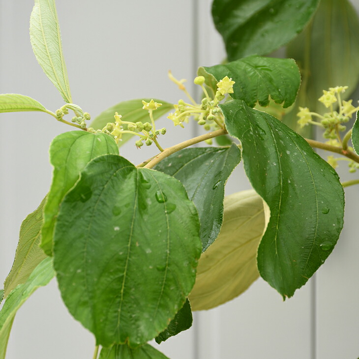 なつめ 苗木 インドナツメ 3年生 接木 長尺苗 蜜棗 棗 苗 果樹 果樹苗 Deerfieldtwpportage Com