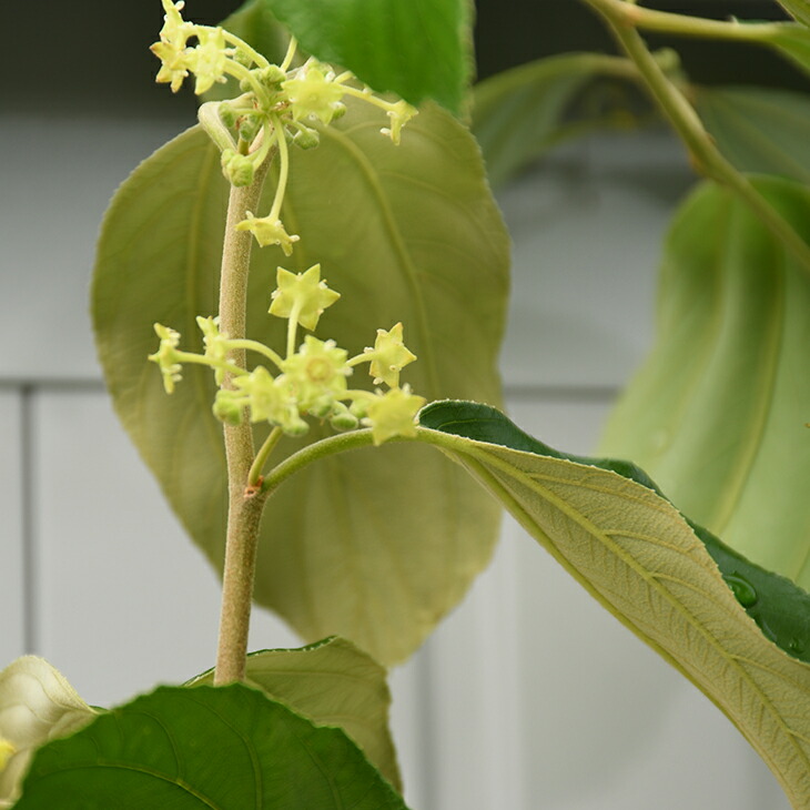 なつめ 苗木 インドナツメ 3年生 接木 長尺苗 蜜棗 棗 苗 果樹 果樹苗 Deerfieldtwpportage Com