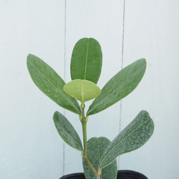 楽天市場 南国 観葉植物 苗 マダガスカルオリーブ ポット 苗 苗木 熱帯果樹 観葉植物 苗木の専門店 グリーンでｇｏ