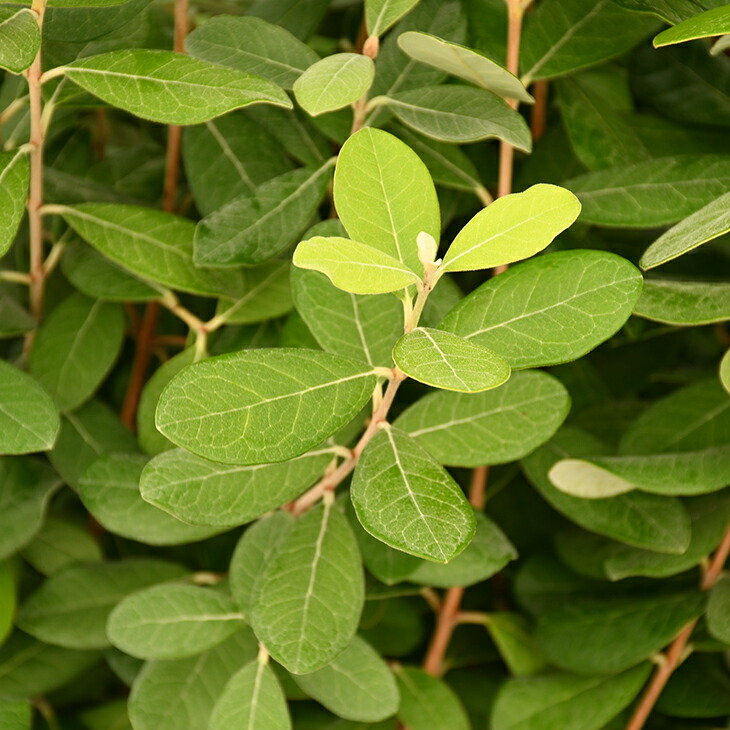 楽天市場】ヒメウコギ 苗 【山菜 姫うこぎ】 ポット苗 ムコギ ウーコ