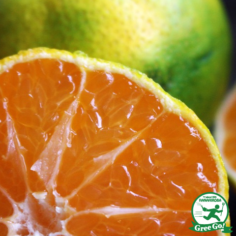 ウサキチさま専用出品 田口早生 3年生 楽天市場】田口早生みかん 3年の通販