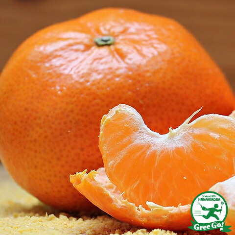 楽天市場】みかん 苗木 【尾崎 （おざき）】 2年生 接ぎ木大苗 蜜柑 温州 苗 常緑 果樹 柑橘 柑橘苗木 果樹苗木：苗木の専門店 グリーンでＧｏ！