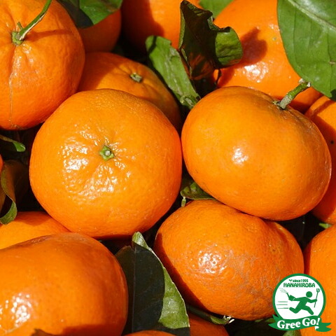 楽天市場】みかん 苗木 【津之輝 （つのかがやき） ［登録品種］】 3