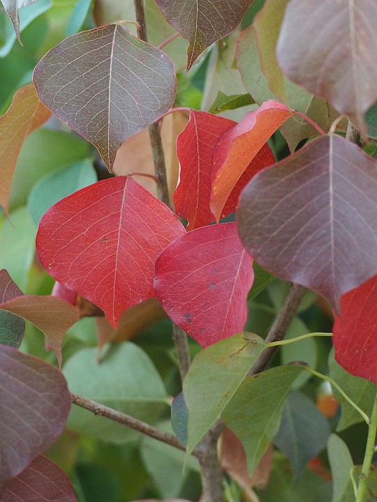 早期予約2025.。ナンキンハゼ。ナンキンハゼの実。素材パーツ。弾け始めました 早期予約2025.。ナンキンハゼ。ナンキンハゼの実。素材パーツ。弾け