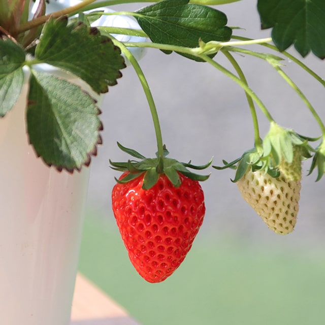 イチゴ　苗 30本　とちおとめ　苺 いちご苗 とちおとめ 3株 / 家庭菜園 イチゴ苗 苺苗 イチゴの苗